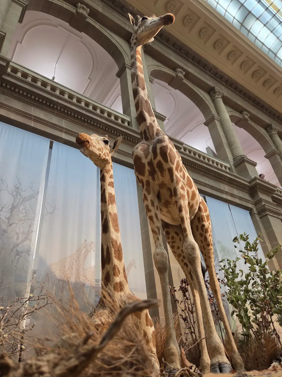 Museum Koenig Bonn