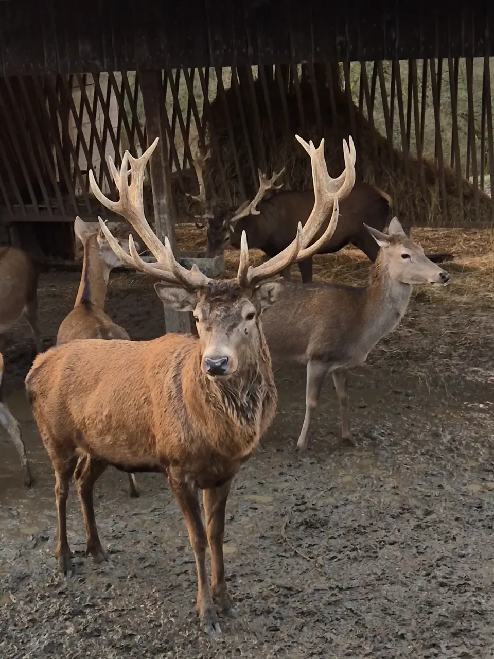 Wildpark Remstecken
