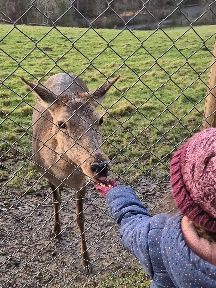 Wildpark Remstecken
