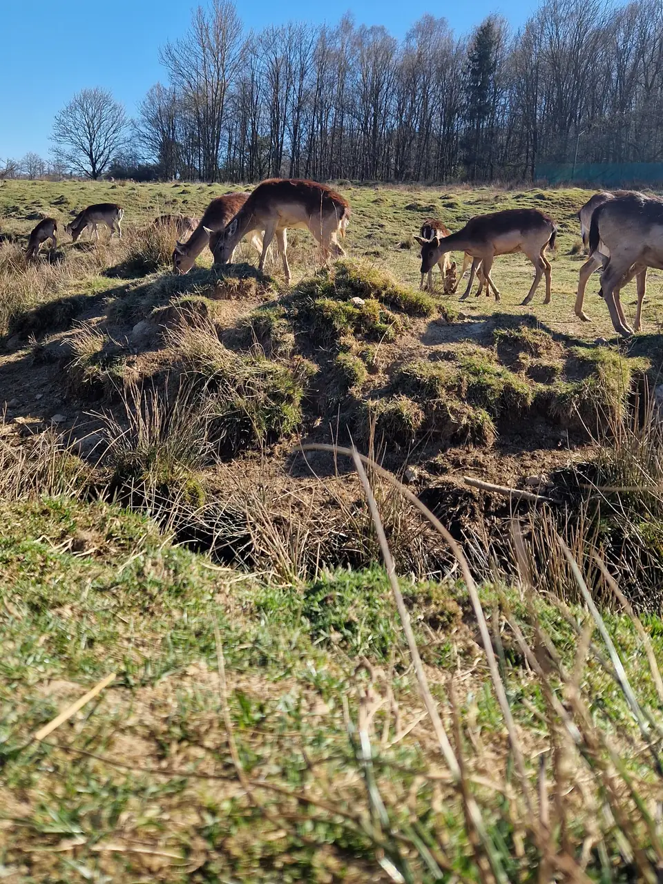 Tierpark Rheinböllen