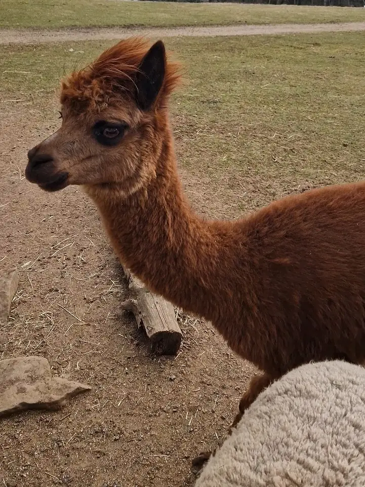 Wildpark Bad Marienberg