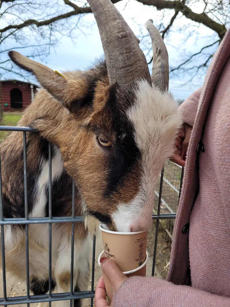 Wildpark Bad Marienberg