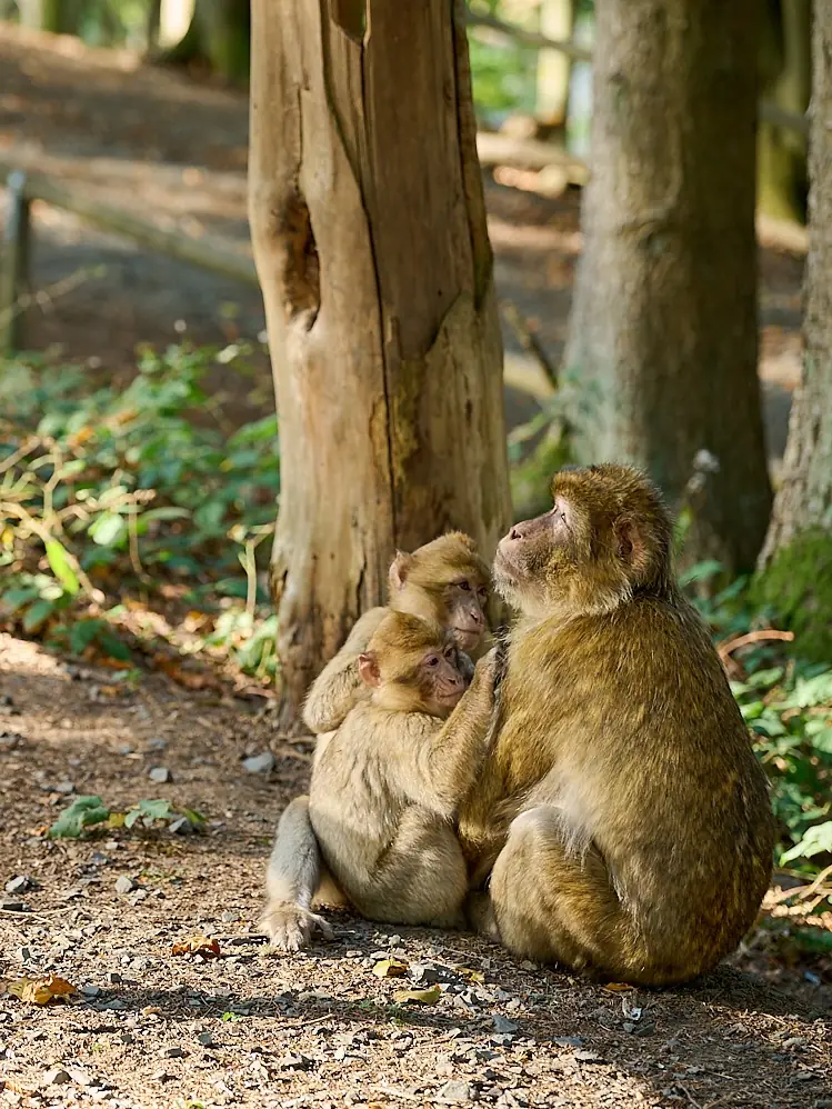 Wild- und Erlebnispark Daun