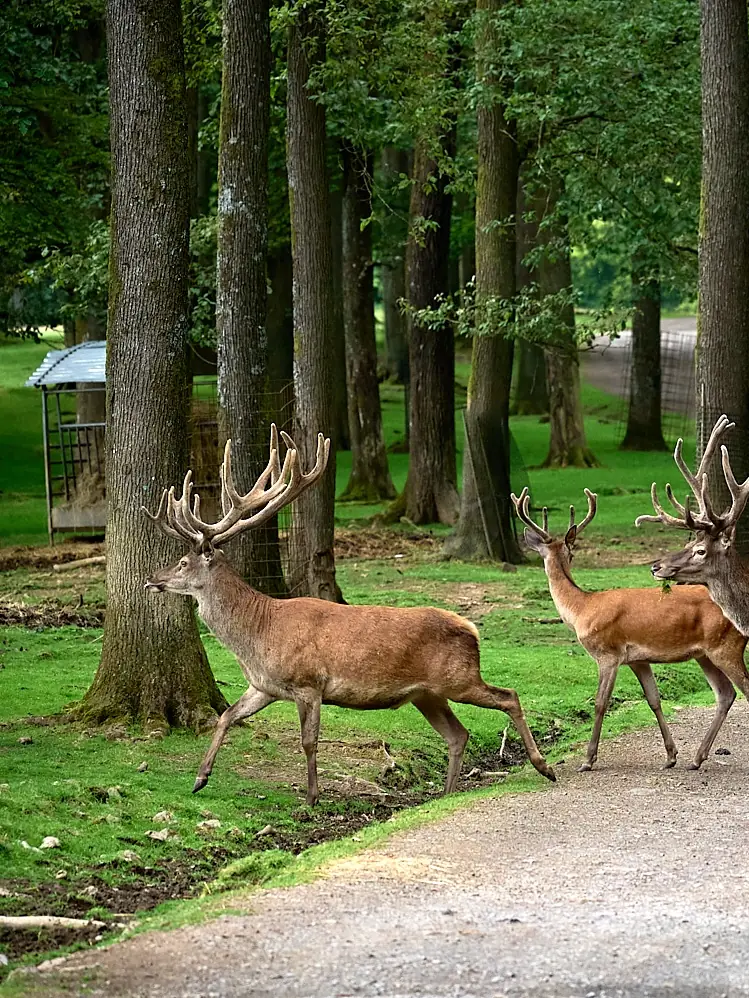 Wild- und Erlebnispark Daun