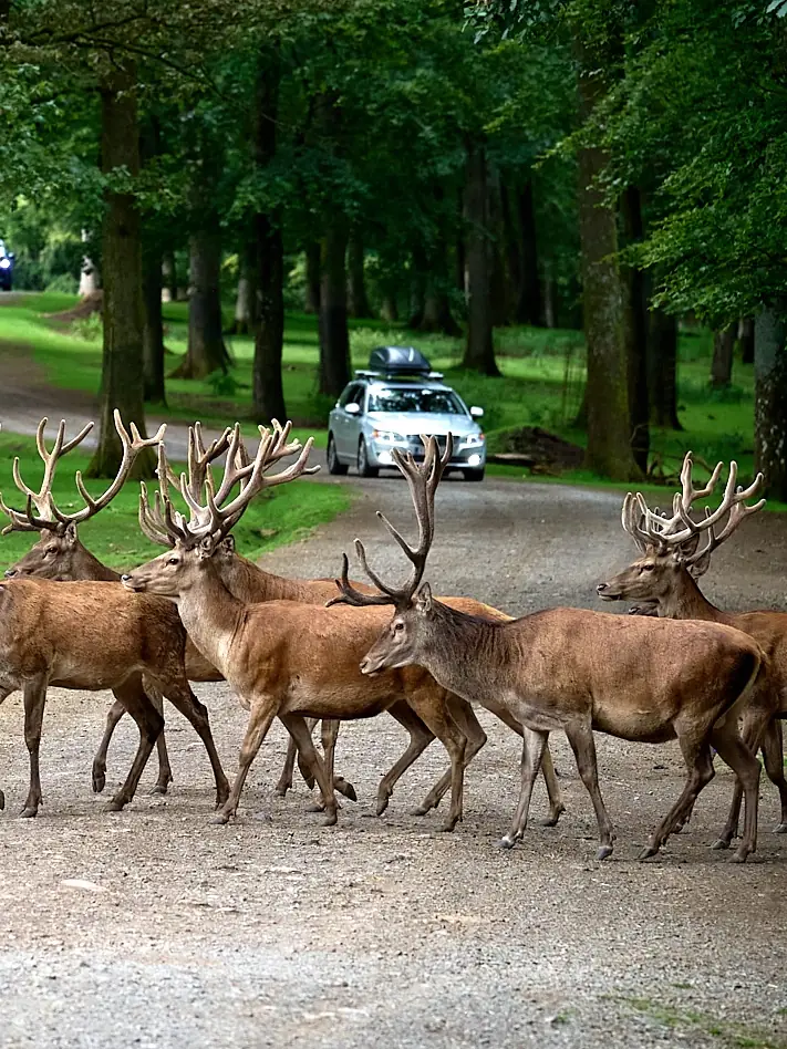 Wild- und Erlebnispark Daun