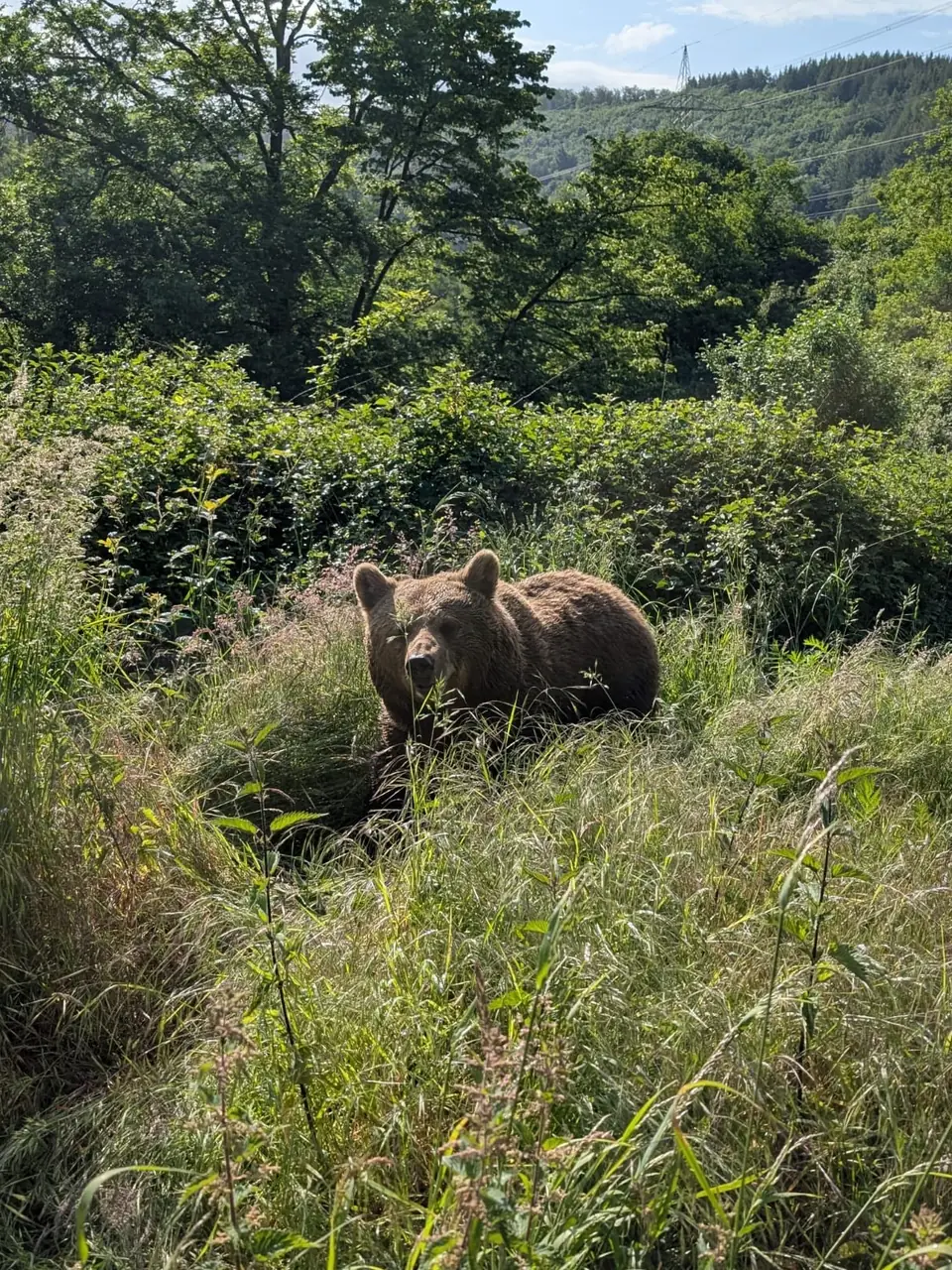Wildpark Westerwald