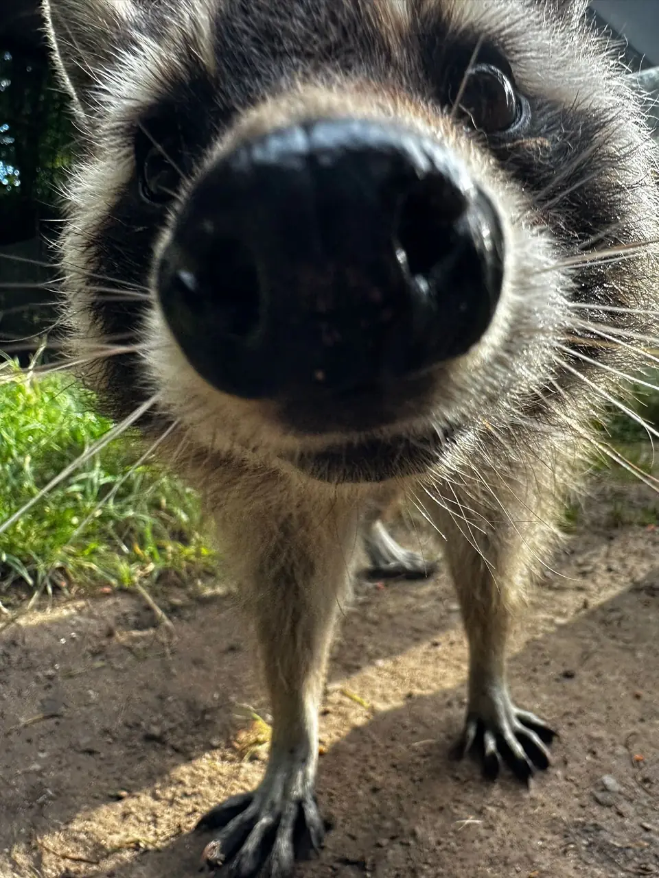 Wildpark Westerwald