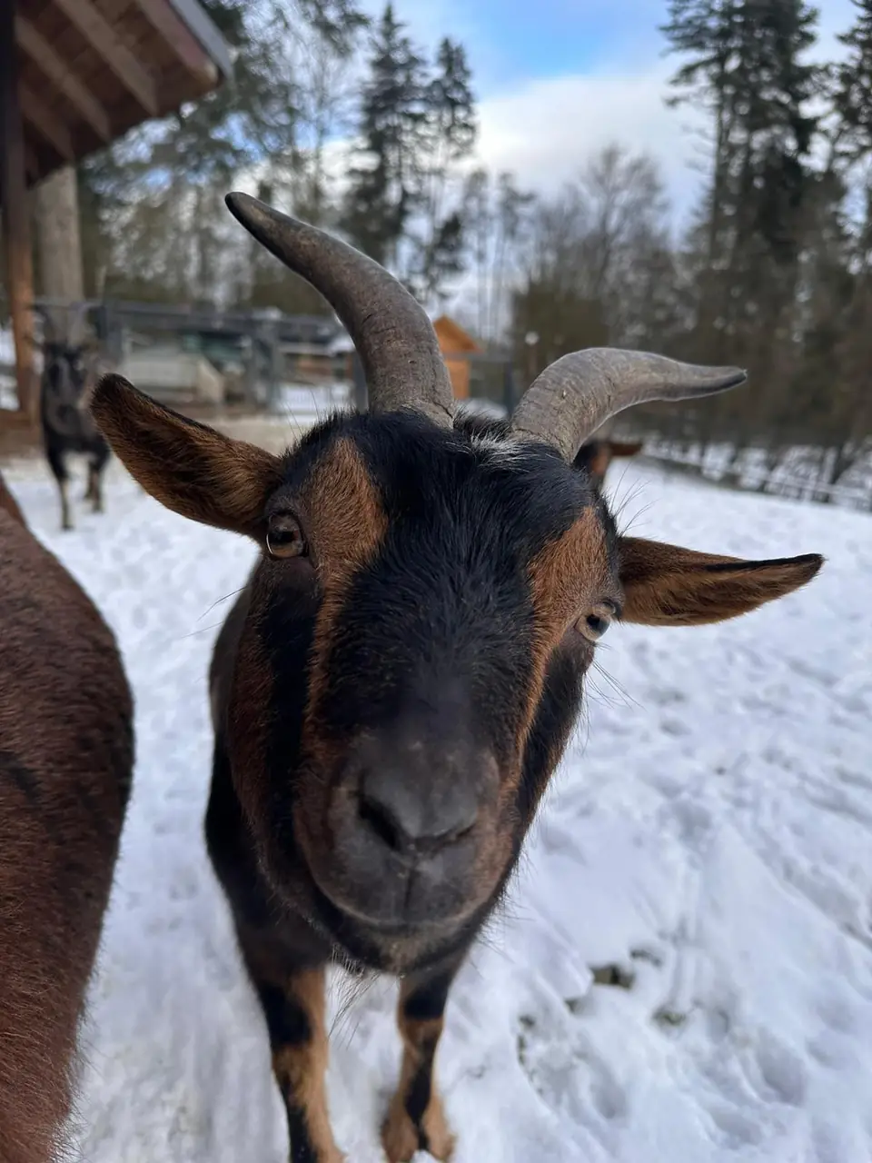 Wildpark Westerwald